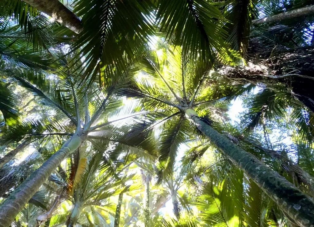 Looking up through a nīkau palm canopy, sunlight coming through the fronds