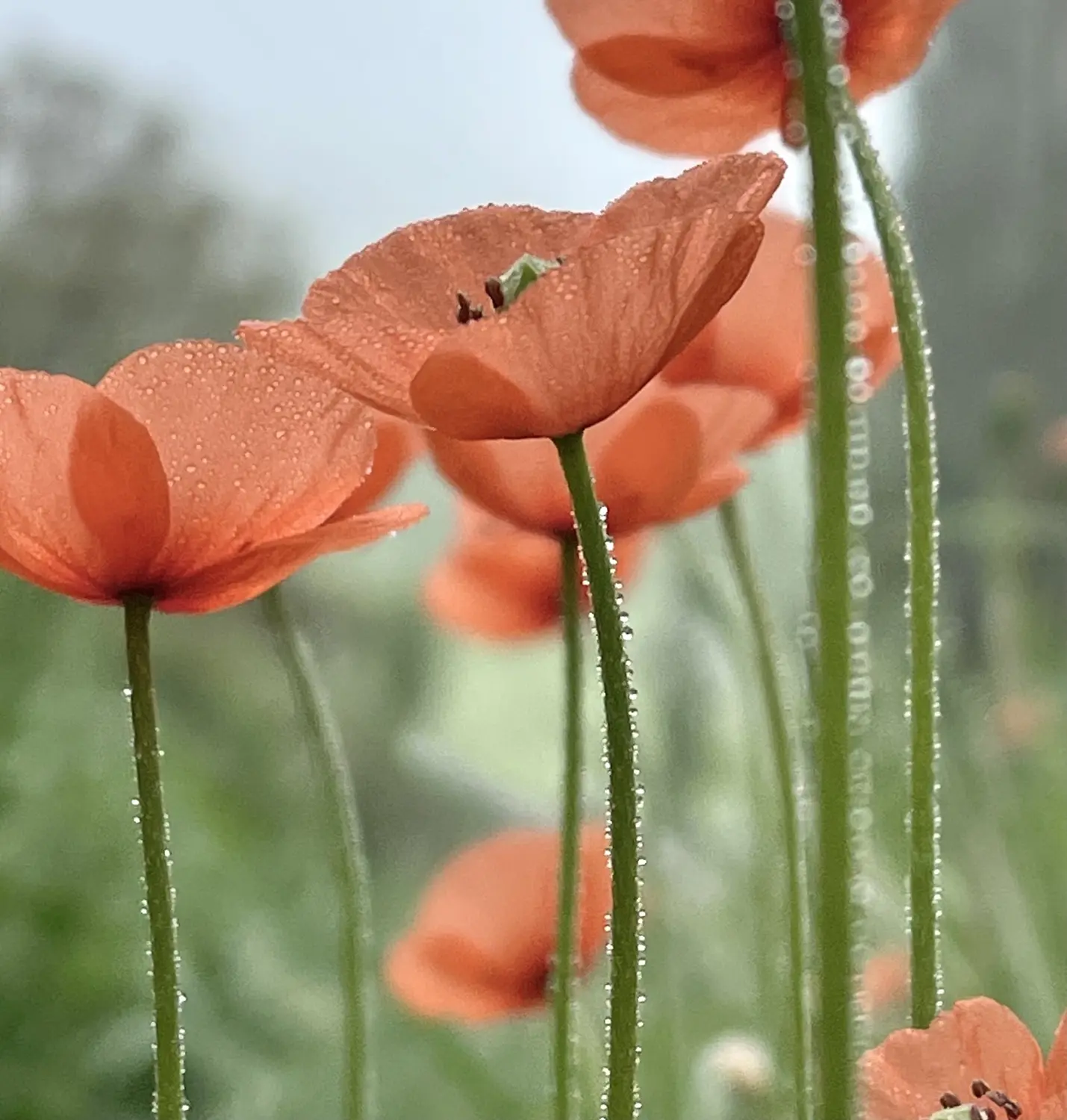 Dew-covered orange poppies backlit in soft morning light