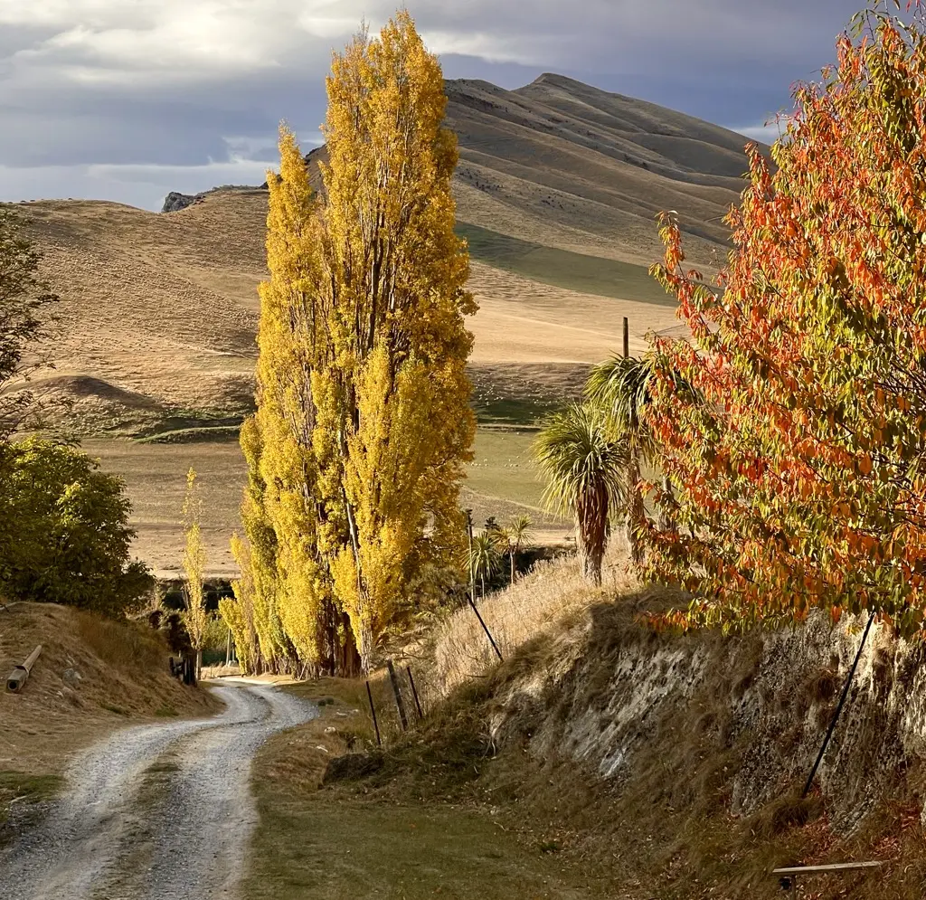 A gravel road winding through golden autumn high country toward the hills