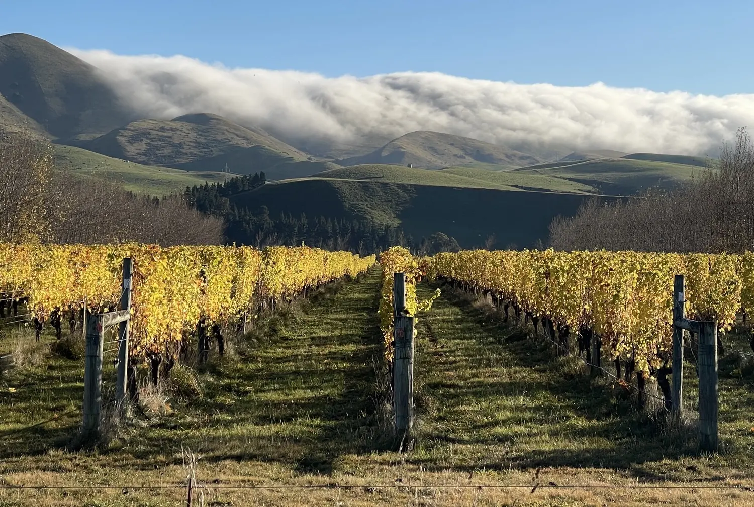 Ordered rows of an autumn vineyard below cloud-draped hills