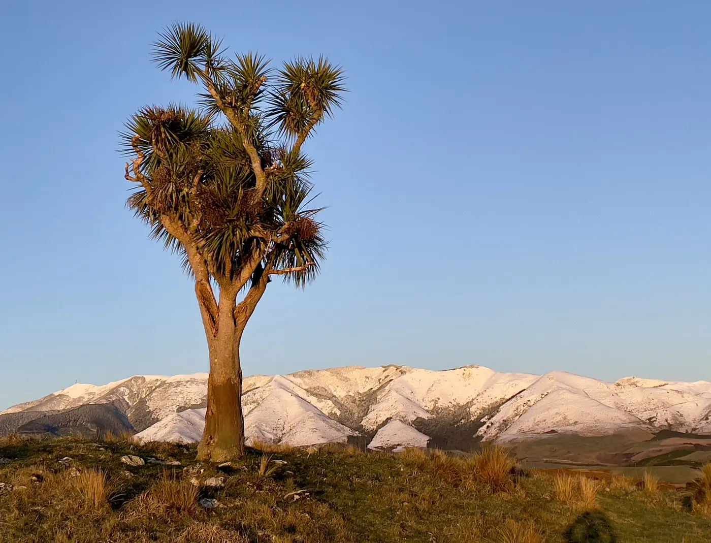 A lone cabbage tree standing on tussock before snow-capped ranges