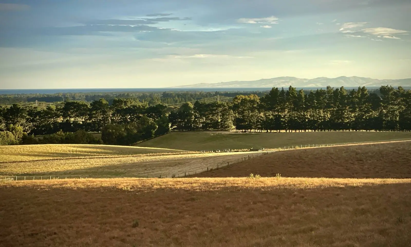 A ripening paddock stretching to a shelter belt under a wide summer sky